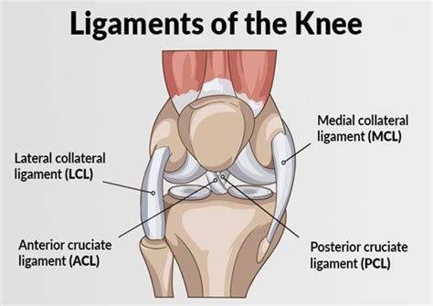 ACL and MCL Injuries - Xcell Medical Group - Elyria, Ohio