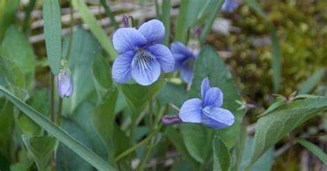 Wild violets: mom’s favorite in spring