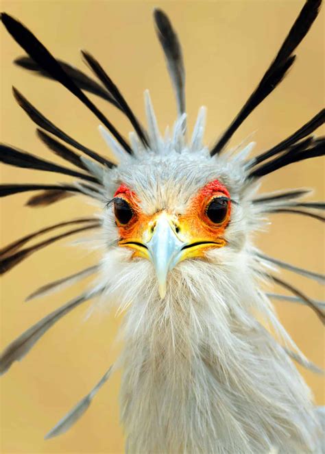 25 secretary bird facts sagittarius serpentarius africa s snake stomper – Artofit