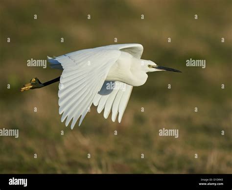 Little Egret in flight Stock Photo - Alamy