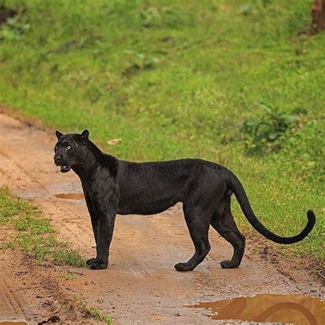 Black panther on it day mission. Please follow @waowafrica - Photo credi | Cat photography ...