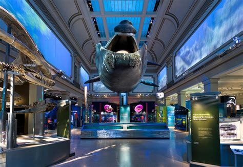 Sante' Ocean Hall, Smithsonian Museum of Natural History, Washington, DC. | Museum, Zoo design ...