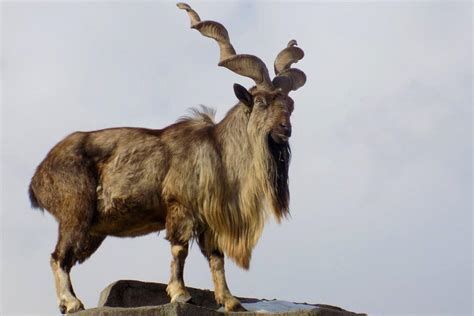 13 Wild Animals in Tajikistan [Wildlife in Tajikistan] - Kevmrc