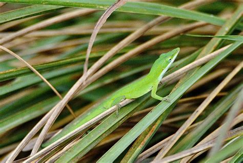 Green Anole