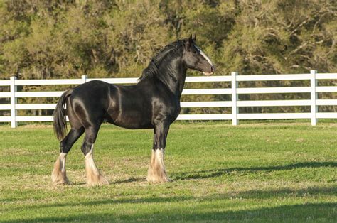 Shire – the tallest horse breed in the world - EQUISHOP Equestrian Shop