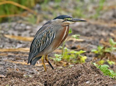 Striated Heron - eBird