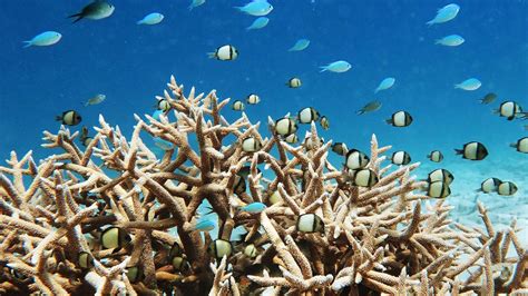 Kids News: Great Barrier Reef conservation gets thumbs up from UNESCO | KidsNews