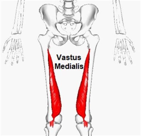 Vastus Medialis Oblique Exercises