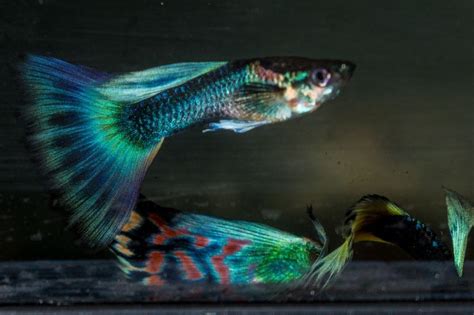 Fancy guppies ( multi delta and blue moscow mix) 2 male 2 female adults | Guppy, Guppy fish ...