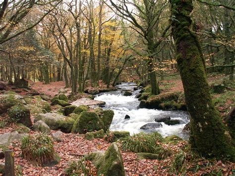 Woodland stream | I found this old photo from 2004 and thoug… | Flickr