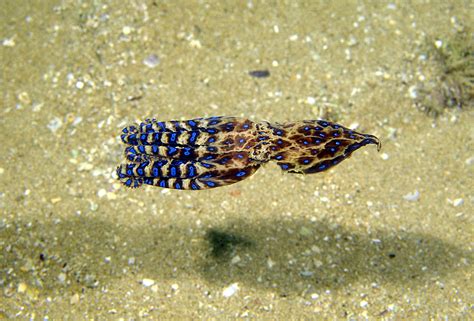 Blue-ringed Octopus - Museums Victoria