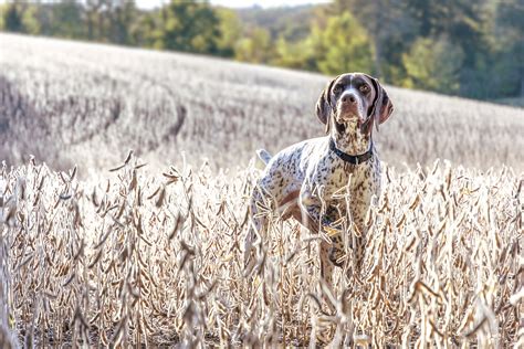 Download Field Depth Of Field Summer Dog Animal German Shorthaired ...