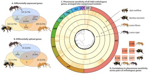 Comparative transcriptomics of social insect queen pheromones | Luke Holman