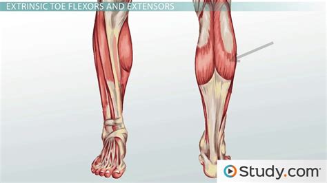 Leg Muscles: Anatomy, Support & Movement - Video & Lesson Transcript | Study.com