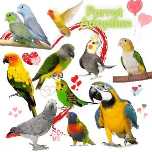 Parrot adoption - What you need to know before adopting parrot