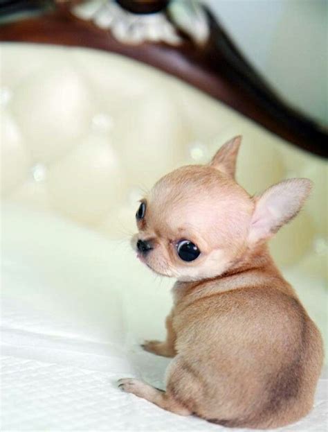 Apple Head Chihuahua | Animals | Pinterest