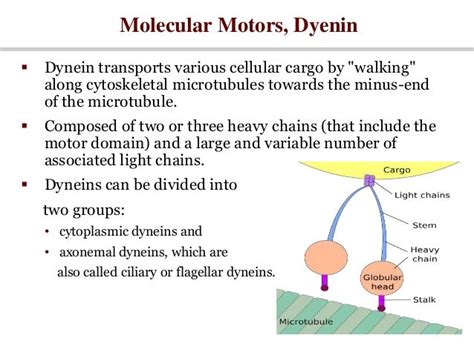 Intercellular connections and molecular motors