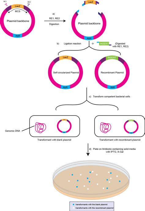 Bacterial Transformation Deep Dive: What it is, its importance ...