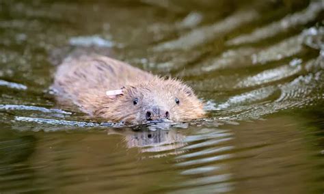 Beavers build first dam in Exmoor in more than 400 years | Animals | The Guardian Alaska Sealife ...