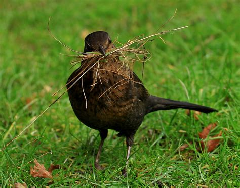 Blackbird collecting nesting material | Emily Clark | Flickr