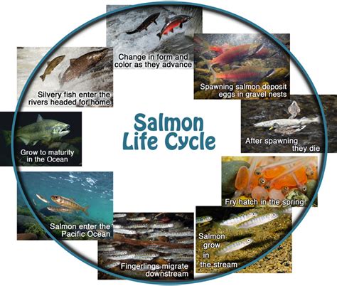 Salmon Life Cycle Stages