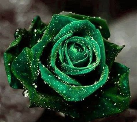 X. Rose Color Symbolism Green Roses The green rose or Chartreuse rose, though not abundant in ...