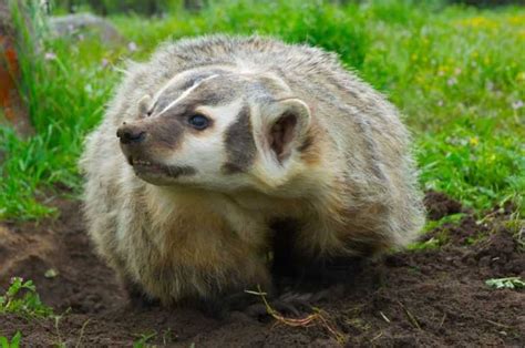 About American Badger - Behavior, Diet, Characteristics, & Facts