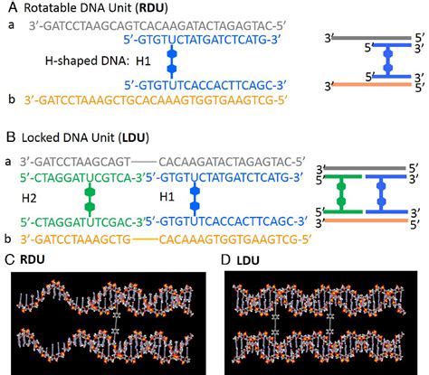 Figure 2 from Linking two DNA duplexes with a rigid linker for DNA ...