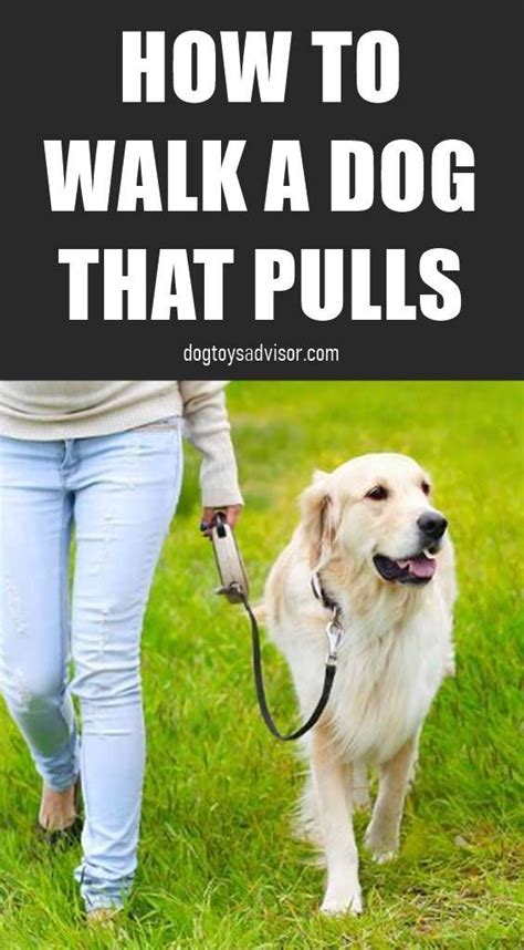 Violet Dogs: Walking Dog Tips – Tips For A Pleasant Dog Walking Experience | Dog Training