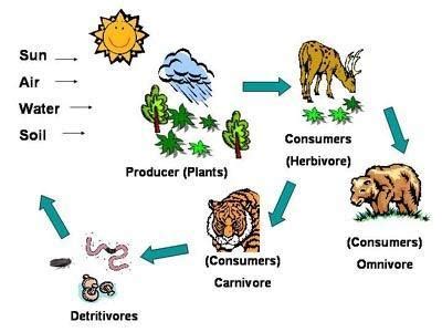 Herbivore - Definition and Examples - Biology Online Dictionary