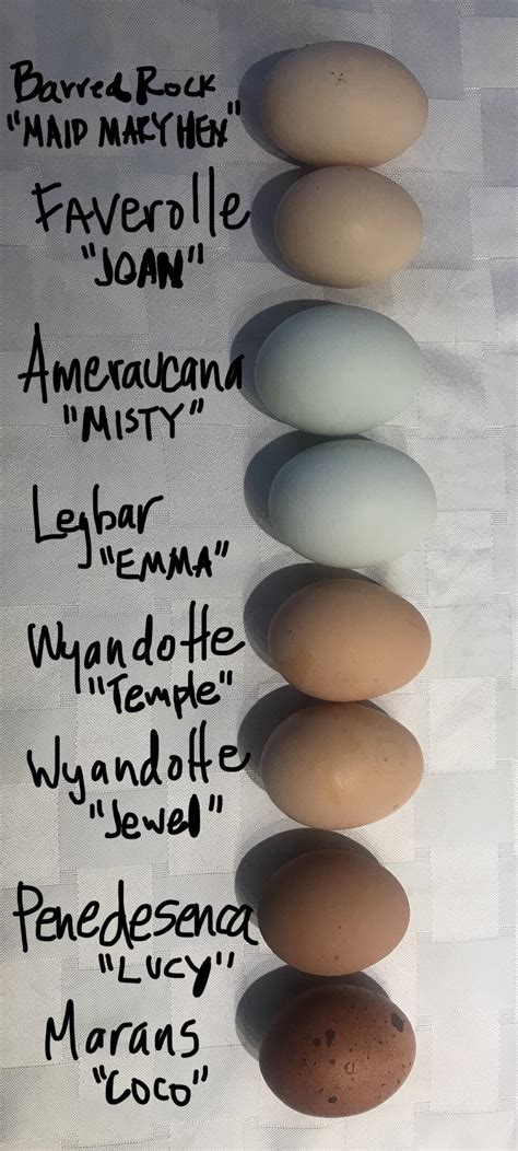 Ameraucana Egg Color Chart