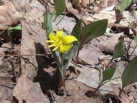 Trout Lily - Erythronium Americanum: Edible & Medicinal Uses of the ...