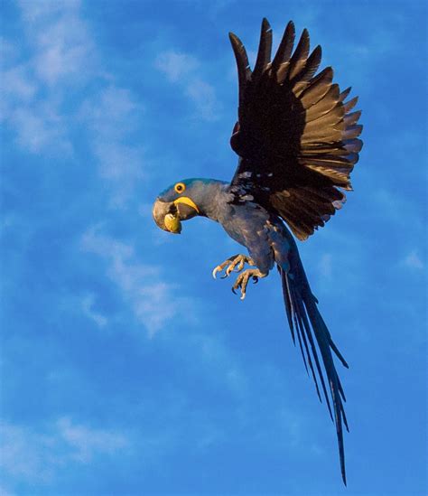 Brazilian Pantanal Photo Tour - Osprey Photo Workshops and Tours