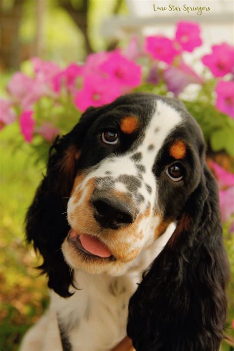 Sprout ~ Lone Star Springers ~ Black Tri ~ European English Springer ...