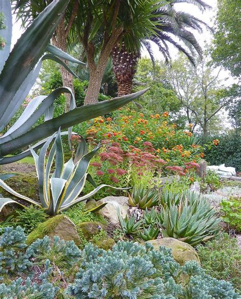 Agave americana & Aloe nobilis | Landscape plans, Desert garden, Garden