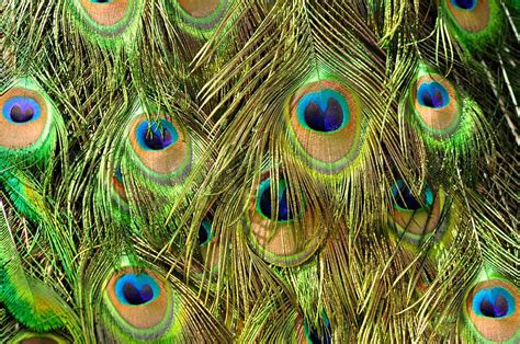 Peacock feathers ,close up shot | Stock image | Colourbox