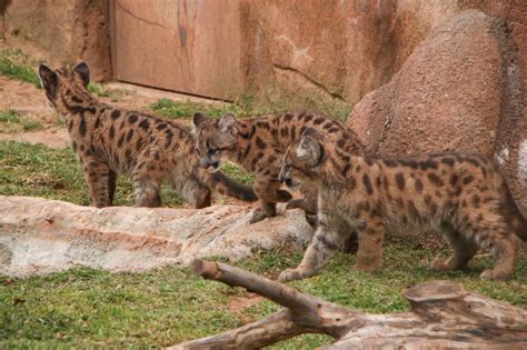 Oklahoma City Zoo - ZooBorns