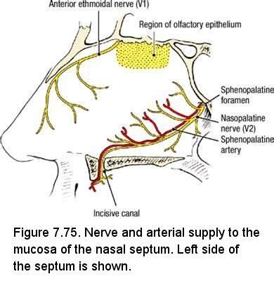 nasopalatine nerve - Google Search | Nasal septum, Nerve, Arteries