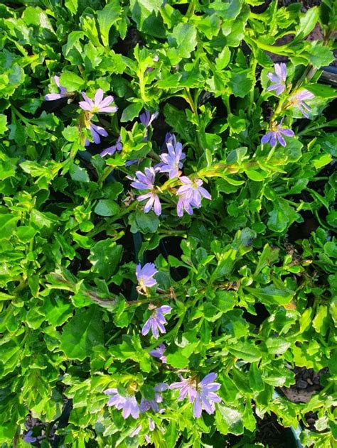 Scaevola albida ‘Mauve Clusters’ Fan Flower - The Plant Cellar