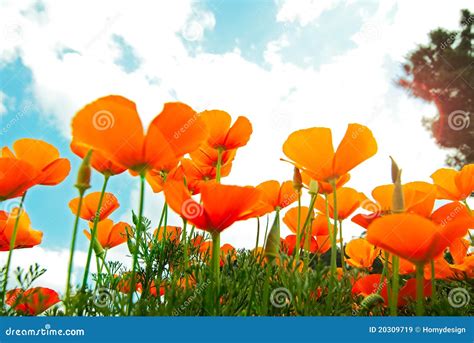 Orange Poppies Field Royalty Free Stock Images - Image: 20309719