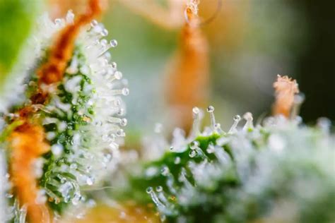 Trichome Color Changes: How Long Does It Take For Trichomes To Go From Clear To Amber ...