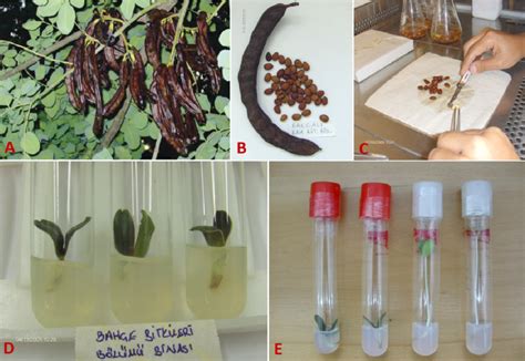 A) The wild type carob tree form University of Çukurova campus area; B)... | Download Scientific ...