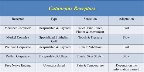 Cutaneous Receptors Diagram | Quizlet