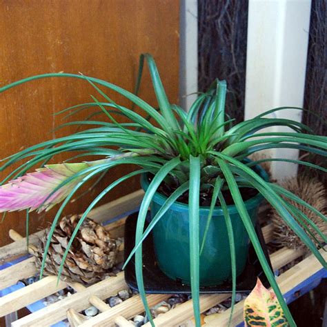 Tillandsia cyanea