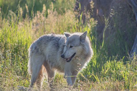 Wyoming Wolf Tormented; How to Help Yellowstone Wolves | PETA