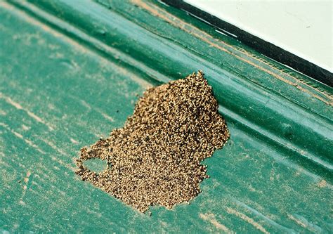 How to Identify Termite Droppings – Chem Free