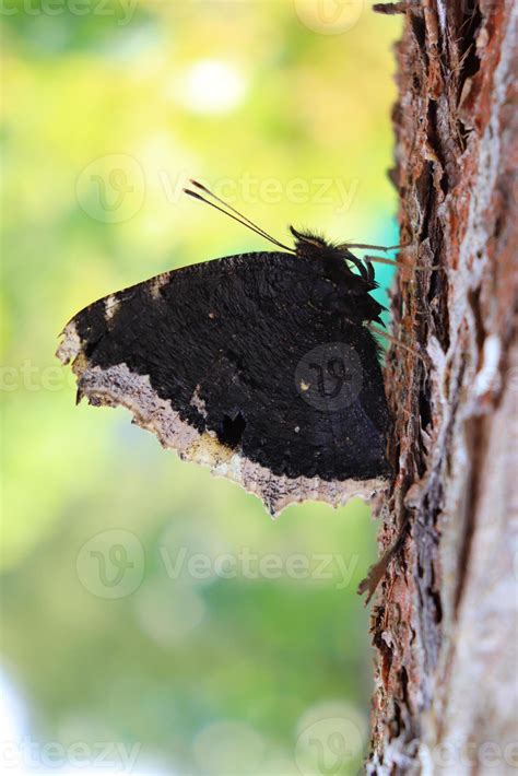 photo of a butterfly with folded wings on a tree 14507707 Stock Photo ...