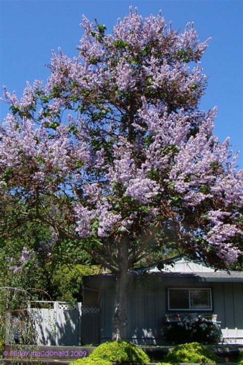 Pin on Flowering & Ornamental Trees