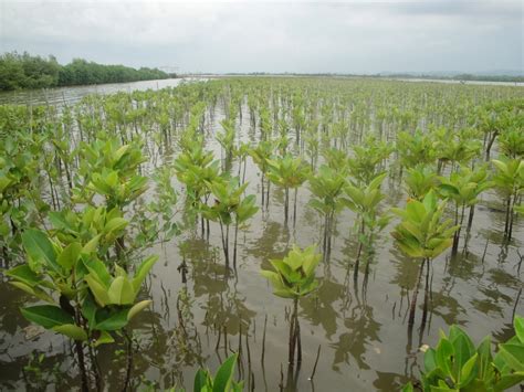 Penanaman Mangrove di Tepi Pantai ~ LSM BIOTA JAWA TENGAH