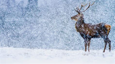 Deer In Snow Wallpaper (68+ images)